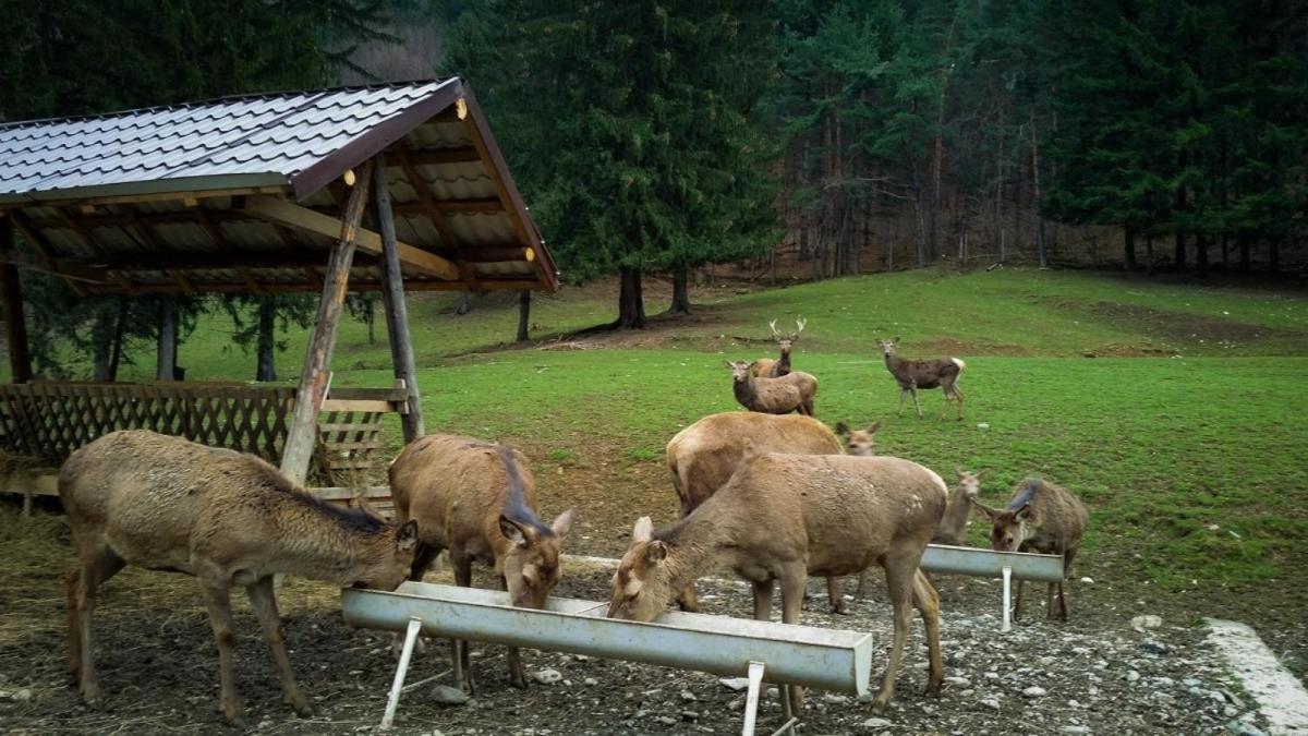 Evergreen Chalet Avrig Buitenkant foto